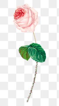 PNG cabbage rose flower botanical, collage element, transparent background