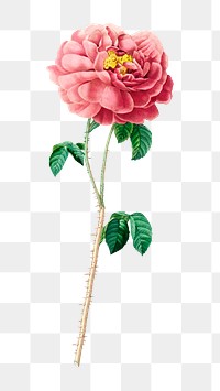 PNG pink rose flower botanical, collage element, transparent background