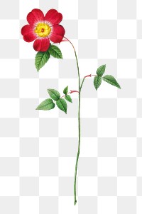 PNG Rosa Indica Stelligera, collage element, transparent background