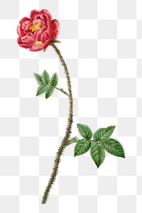 PNG moss rose, collage element, transparent background