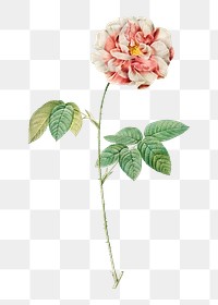 PNG Rosa Gallica, collage element, transparent background