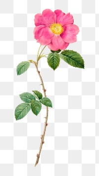 PNG Rosa Centifolia Simplex, collage element, transparent background