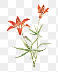 Red lily blossom png, transparent background