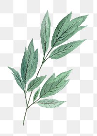 PNG green leaf botanical, collage element, transparent background