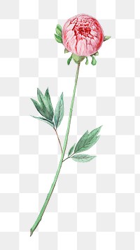 PNG moutan peony leaf botanical, collage element, transparent background