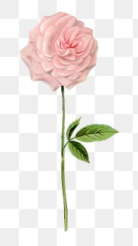 PNG pink rose vintage flower, collage element, transparent background