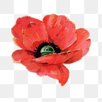 PNG poppy flower, collage element, transparent background