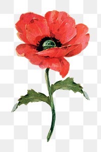 PNG poppy flower, collage element, transparent background