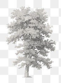 PNG Gray lone tree, vintage illustration by Jean Victor Bertin, transparent background. Remixed by rawpixel.