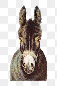 Vintage donkey png, animal illustration on transparent background. Remixed by rawpixel.