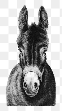 Vintage donkey png, animal illustration on transparent background. Remixed by rawpixel.