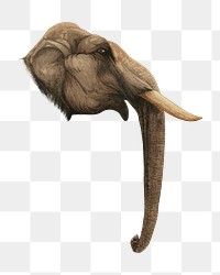 Elephant head png, vintage animal illustration by Charles Maurice Detmold on transparent background. Remixed by rawpixel.