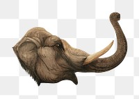 Elephant head png, vintage animal illustration by Charles Maurice Detmold on transparent background. Remixed by rawpixel.