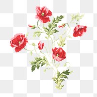 PNG Pink vintage flowers, botanical illustration, transparent background. Remixed by rawpixel.