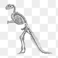 Hadrosaurus fossil png skeleton, vintage illustration on transparent background. Remixed by rawpixel.