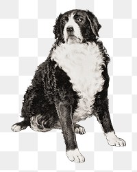 Bernese Mountain dog png, vintage animal illustration, transparent background. Remixed by rawpixel.