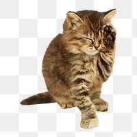 Cat png with a paw up to its closed eyes illustration, transparent background. Remixed by rawpixel.