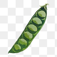 Green pea png, legume, vintage vegetable illustration by Morley, Hubert, transparent background. Remixed by rawpixel.