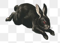 Rabbit png, vintage animal illustration, transparent background. Remixed by rawpixel.