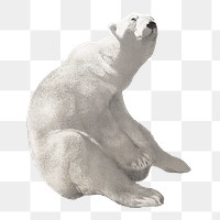 Sitting polar bear png, vintage animal illustration by Carl Ederer, transparent background. Remixed by rawpixel.