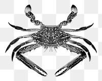 Blue crab png, vintage sea animal illustration by Luigi Balugani, transparent background. Remixed by rawpixel.