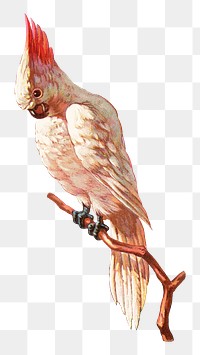 Vintage cockatoo png bird, transparent background. Remixed by rawpixel. 