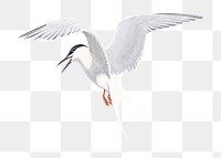 Vintage tern png bird, transparent background. Remixed by rawpixel. 