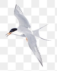 Vintage tern png bird, transparent background. Remixed by rawpixel. 