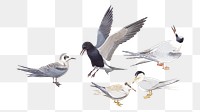 Vintage sea birds png, transparent background. Remixed by rawpixel. 