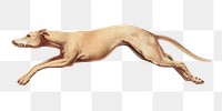 Vintage Greyhound png dog, transparent background. Remixed by rawpixel. 