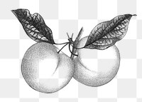 Vintage plums png fruit, transparent background. Remixed by rawpixel. 