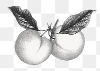 Vintage plums png fruit, transparent background. Remixed by rawpixel. 