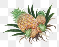 Vintage pineapple png fruit, transparent background. Remixed by rawpixel. 