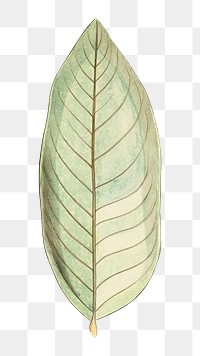 Vintage leaf png, transparent background. Remixed by rawpixel. 