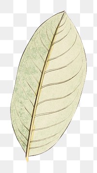 Vintage leaf png, transparent background. Remixed by rawpixel. 