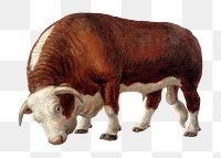 Vintage bull png, transparent background. Remixed by rawpixel. 