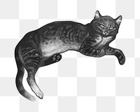 PNG vintage lying cat monotone, transparent background. Remixed by rawpixel. 