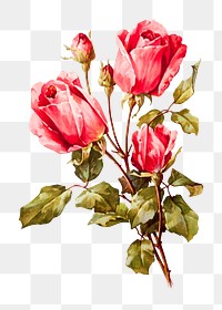 Red roses png, transparent background. Remixed by rawpixel. 