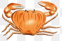 Vintage crab png, transparent background. Remixed by rawpixel. 