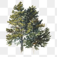 Vintage tree png illustration, transparent background. Remixed by rawpixel. 