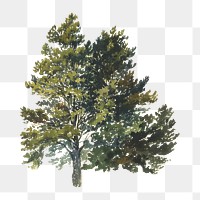 Vintage tree png illustration, transparent background. Remixed by rawpixel. 