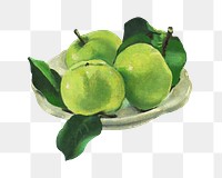 Green apples png fruit, transparent background. Remixed by rawpixel. 