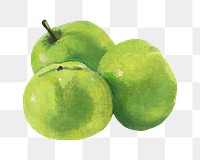 Green apples png fruit, transparent background. Remixed by rawpixel. 