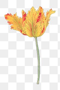 PNG tulip flower, collage element, transparent background