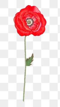 PNG red flower, collage element, transparent background