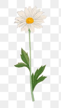 PNG white flower, collage element, transparent background