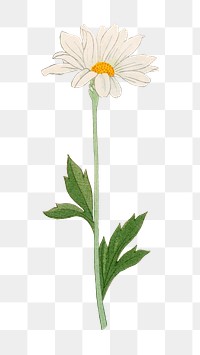 PNG white flower, collage element, transparent background