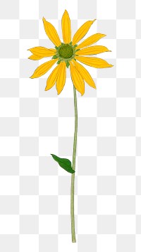 PNG yellow flower, collage element, transparent background