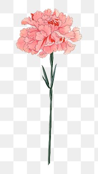 PNG pink carnation, collage element, transparent background