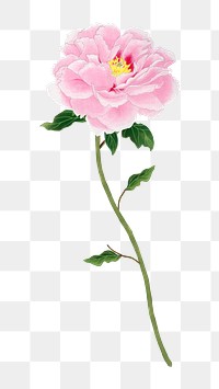 PNG pink flower, collage element, transparent background